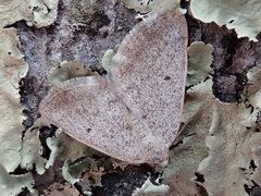 Lomographa glomeraria