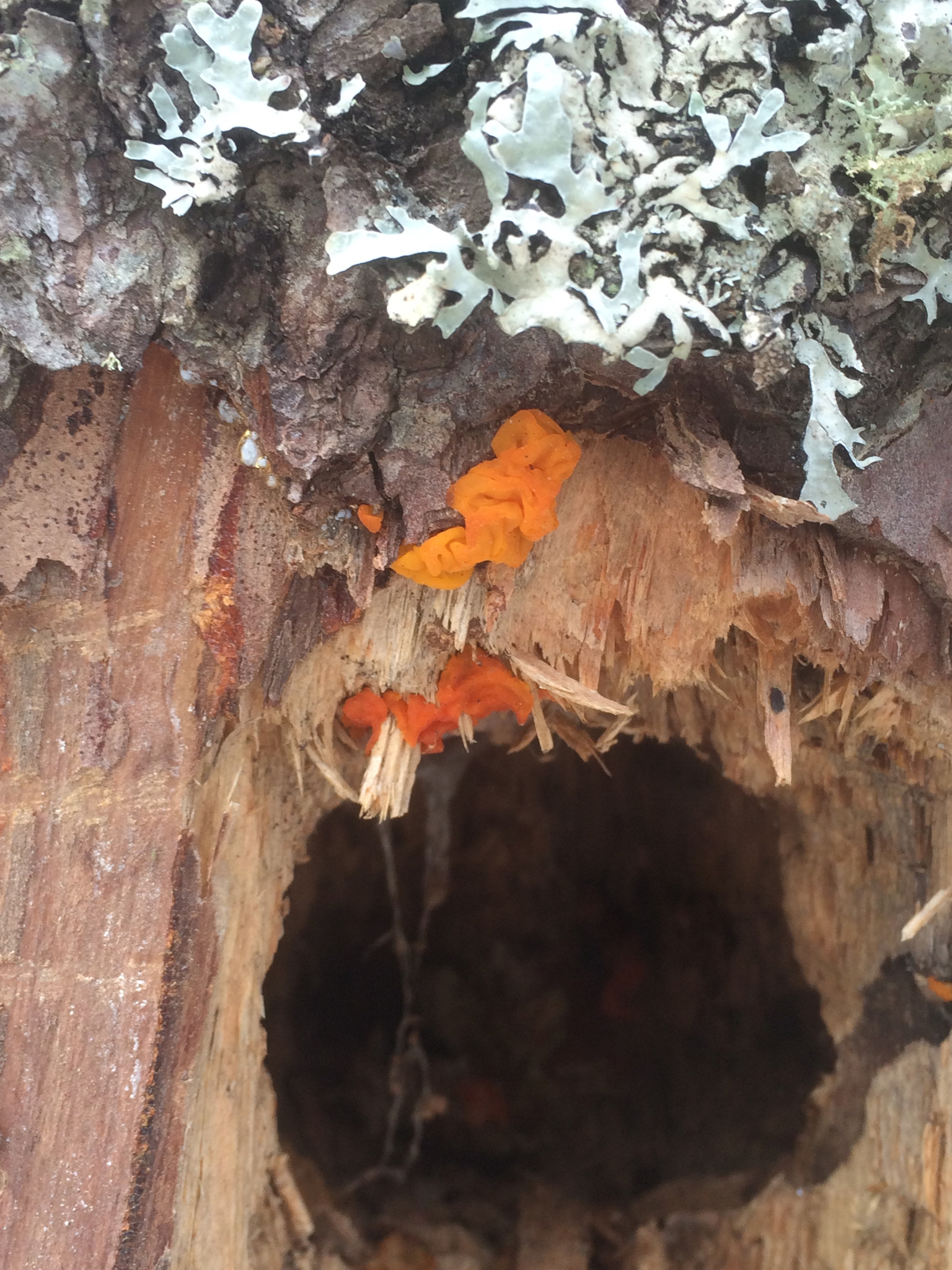 Dacrymyces chrysospermus image