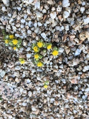 Eriophyllum pringlei