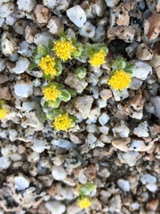 Eriophyllum pringlei