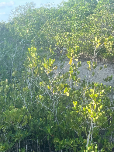 Mangrove Yellow Warbler