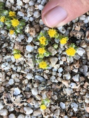 Eriophyllum pringlei