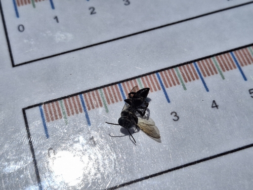 iNaturalist observation photo of Bees