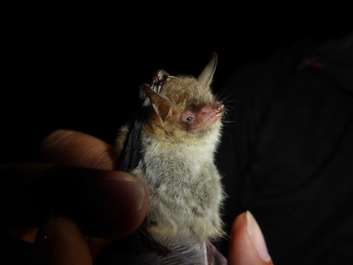 Resasti šišmiš (Myotis nattereri)