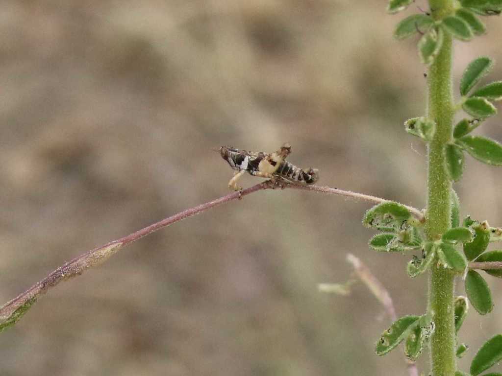 Thericles maculipes