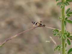 Thericles maculipes