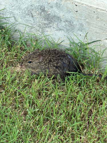 Hispid Cotton Rat