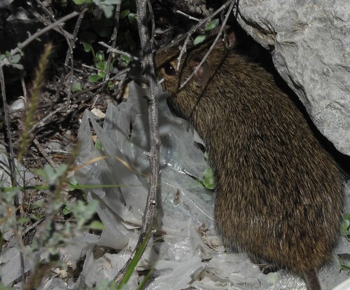 Sigmodon hispidus