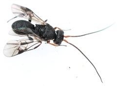 Ascogaster