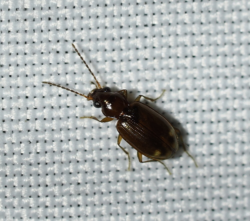 Bembidion