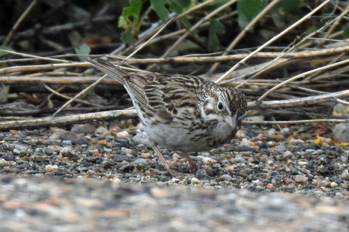 Vesper Sparrow