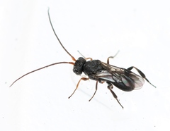 Ascogaster