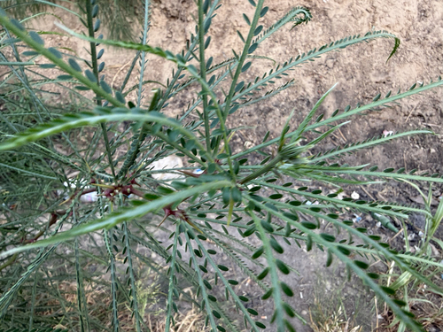 Mexican palo verde