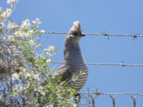 Codorniz escamosa