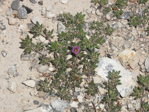 Nama hispida