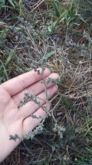 Genista albida