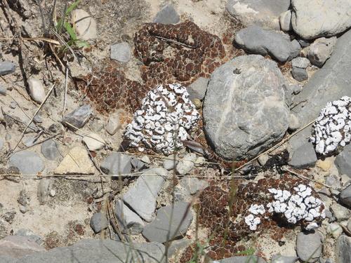 Psora crenata