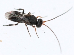 Ascogaster