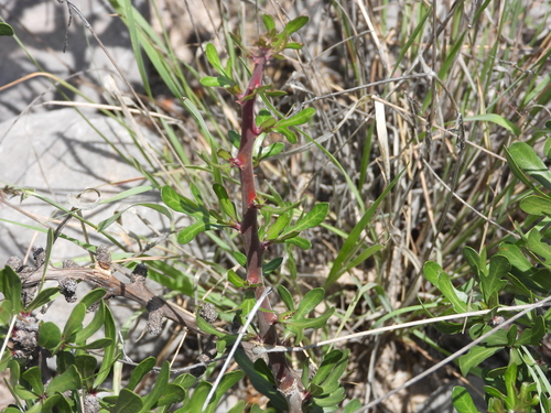Jatropha dioica