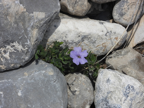 Ruellia parryi