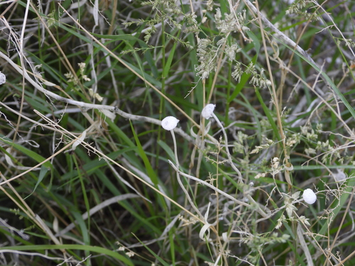 Acleisanthes longiflora