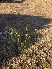 Eriogonum pusillum