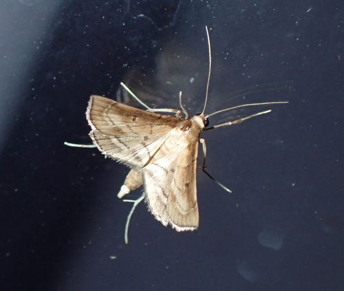 Acrobat Moth photo 3