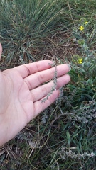 Genista albida