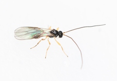 Atormus victus