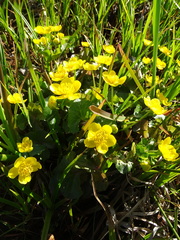 Caltha palustris