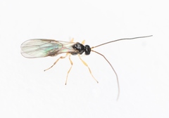 Atormus victus
