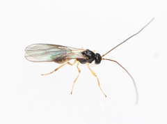 Atormus victus