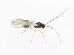 Atormus victus