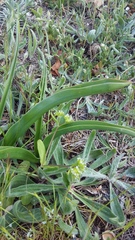 Valerianella turgida