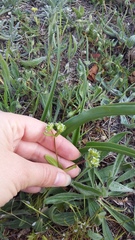 Valerianella turgida