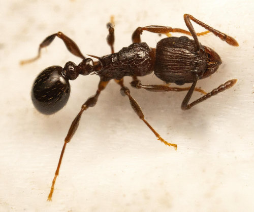 Tetramorium nuotrauka