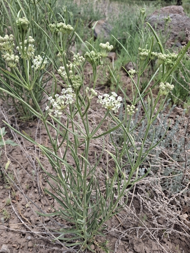 horsetail milkweed