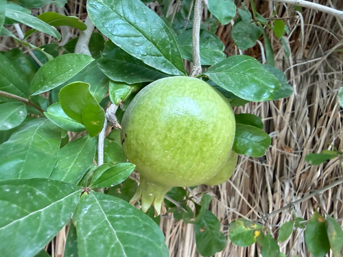 pomegranate