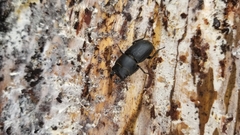 Dorcus parallelipipedus