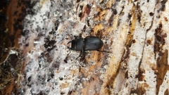 Dorcus parallelipipedus