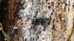 Dorcus parallelipipedus