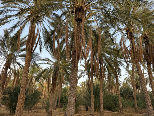 Date Palm
