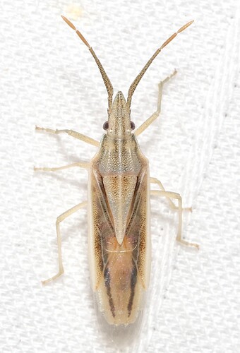 Mecidea