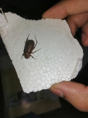 Scarabaeidae