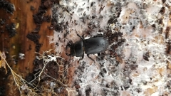 Dorcus parallelipipedus