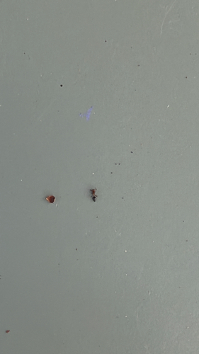 Shiny Acrobat Ant