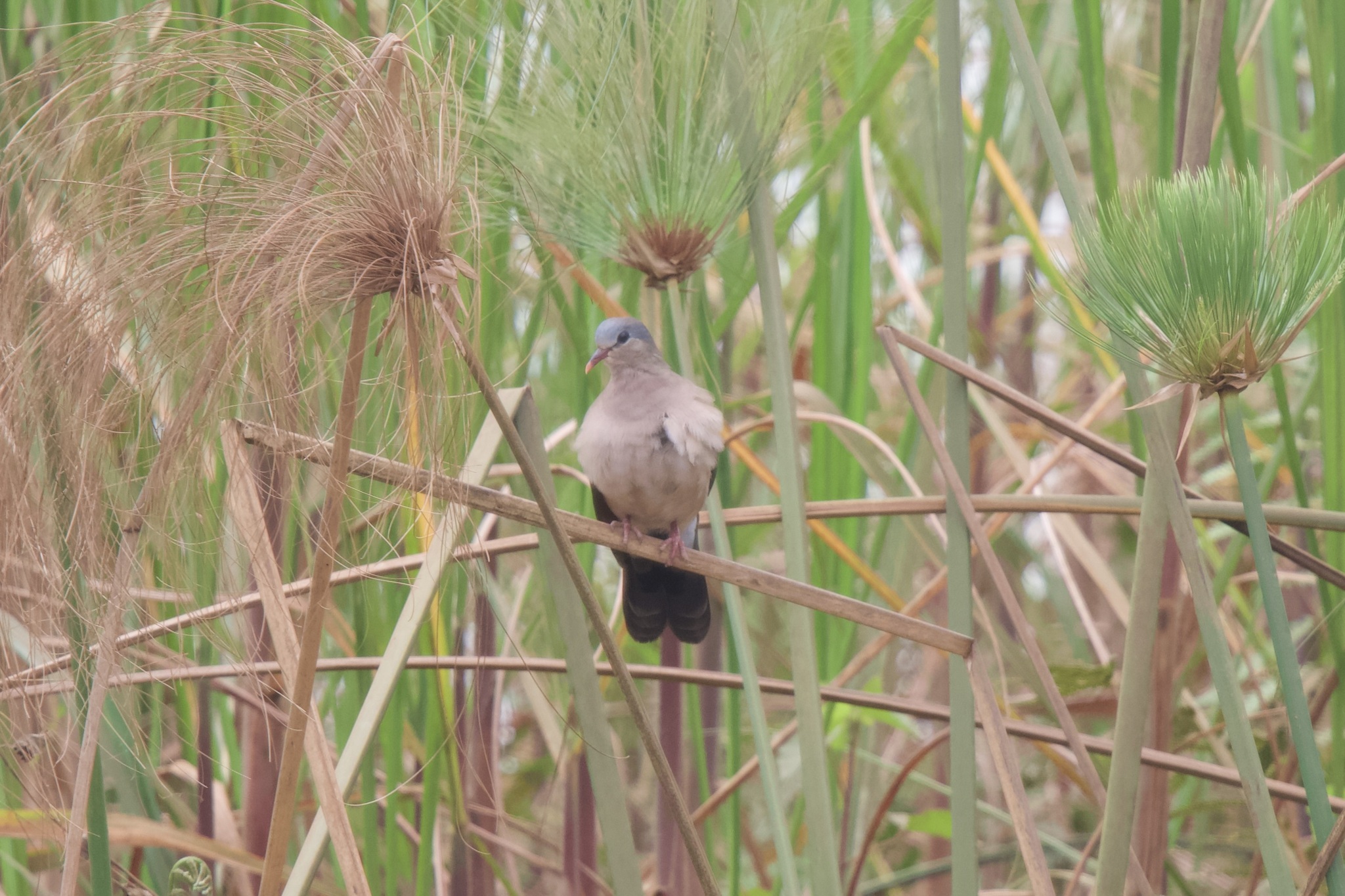 Blue-spotted Wood Dove (Turtur afer), photo 6
