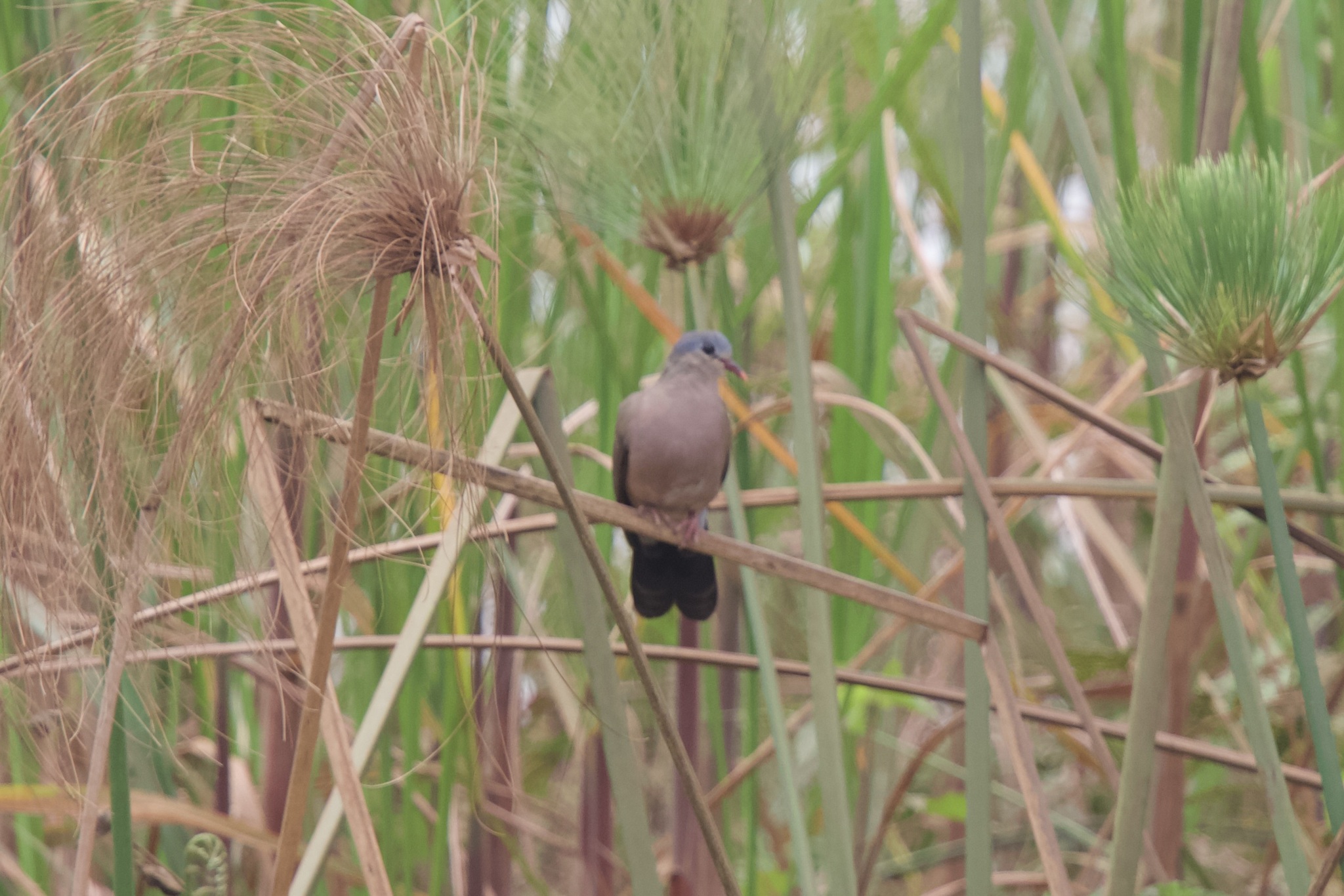 Blue-spotted Wood Dove (Turtur afer), photo 8