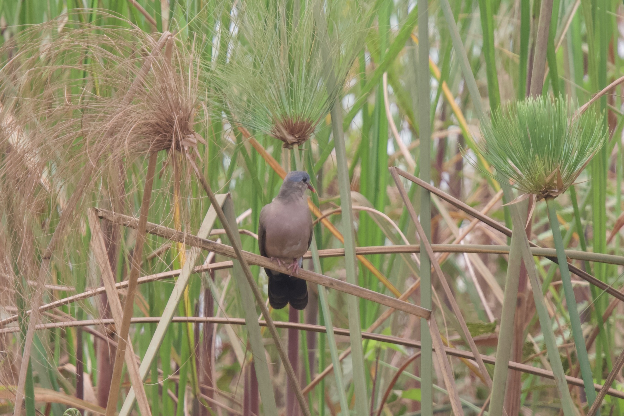 Blue-spotted Wood Dove (Turtur afer), photo 7