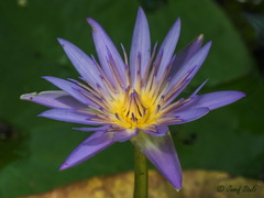 Nymphaea nouchali caerulea